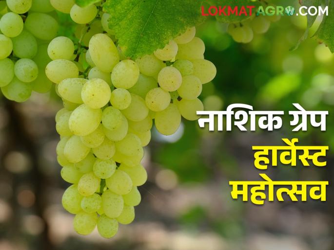 Latest News Directorate of Tourism's Grape Sale Festival in Nashik | द्राक्ष विक्री करायचीय, पर्यटन संचालनालयाच्या महोत्सवात सहभागी व्हा, अशी करा नोंदणी Latest News Directorate of Tourism's Grape Sale Festival in Nashik | द्राक्ष विक्री करायचीय, पर्यटन संचालनालयाच्या महोत्सवात सहभागी व्हा, अशी करा नोंदणी