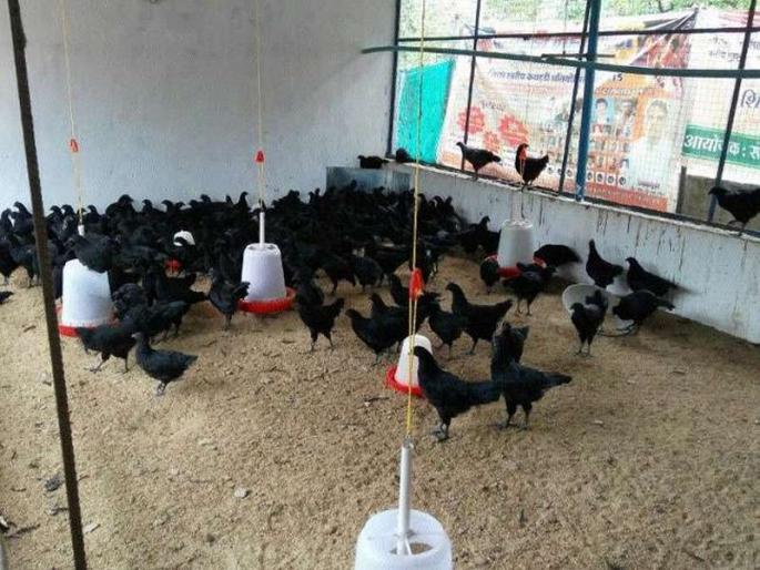 'Kadaknath' type of deception in Nashik too; 2 lakh fraud in poultry business | नाशकातही ‘कडकनाथ’ फसवणुकीचा प्रकार ; कोंबडीपालन व्यावसायात १४ लाखांची फसवणूक 'Kadaknath' type of deception in Nashik too; 2 lakh fraud in poultry business | नाशकातही ‘कडकनाथ’ फसवणुकीचा प्रकार ; कोंबडीपालन व्यावसायात १४ लाखांची फसवणूक