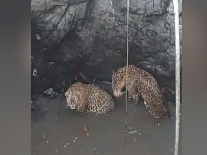 Two leopards falls into well search of the food | भक्ष्याच्या शोधात दोन बिबटे विहिरीत पडले Two leopards falls into well search of the food | भक्ष्याच्या शोधात दोन बिबटे विहिरीत पडले