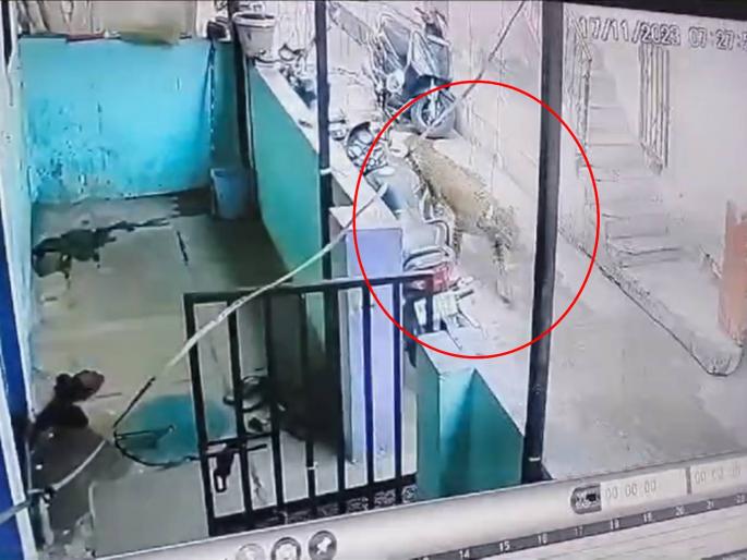 leopard entered the CIDCO area of Nashik | नाशिकच्या सिडको भागात शिरला बिबट्या leopard entered the CIDCO area of Nashik | नाशिकच्या सिडको भागात शिरला बिबट्या