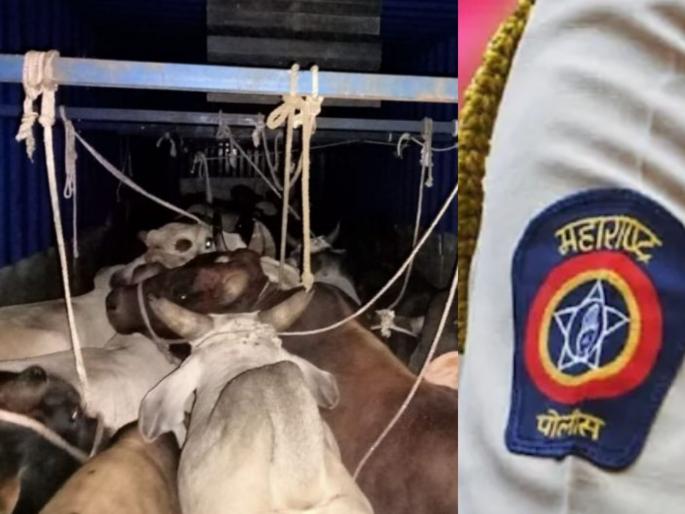 Cattle smuggler 'Pankha' tried to kill the police; Nashik police picked him up from Gujarat | गोवंश तस्कर 'पंखा'ने पोलिसांनाच संपवण्याचा केला प्रयत्न; नाशिकच्या पोलिसांनी गुजरातमधून उचलला