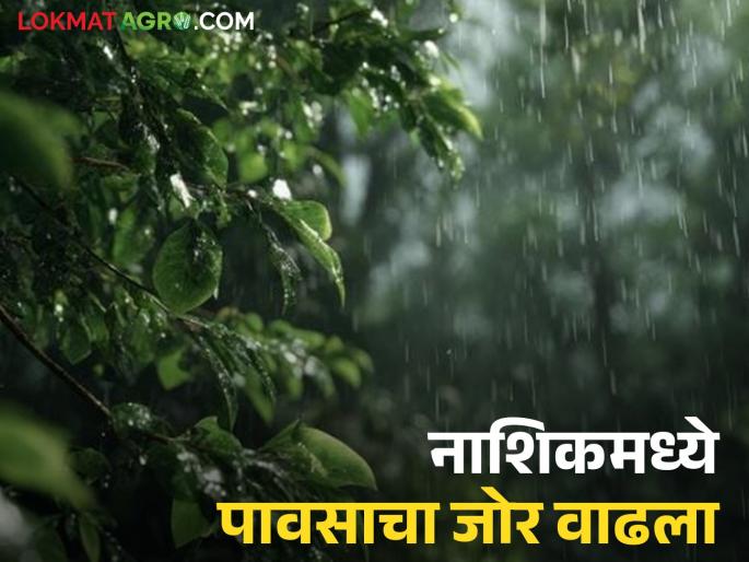 latest News Nashik rain Heavy rain likely in Nashik district for next three hours | नाशिक जिल्ह्यात पावसाचा जोर वाढला, 'या' धरणांमधून विसर्ग, पुढील तीन तास महत्वाचे latest News Nashik rain Heavy rain likely in Nashik district for next three hours | नाशिक जिल्ह्यात पावसाचा जोर वाढला, 'या' धरणांमधून विसर्ग, पुढील तीन तास महत्वाचे
