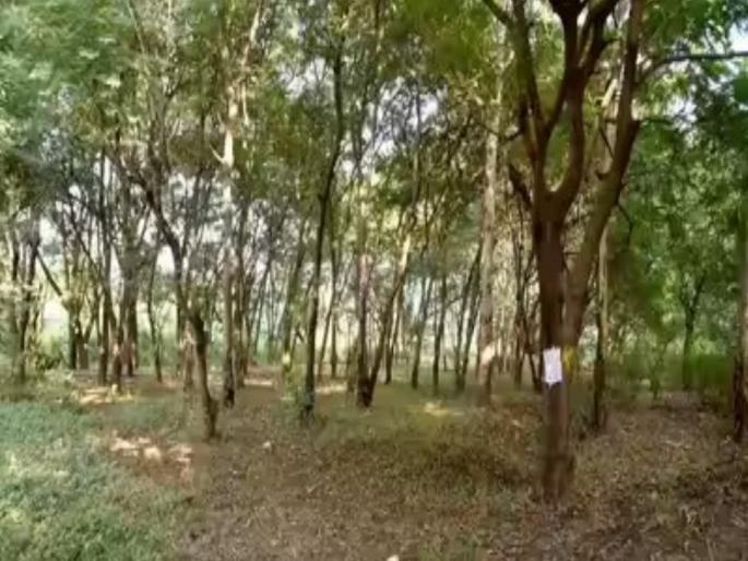 Protests in Pune today against tree felling for Nashik Kumbh Mela | नाशिक कुंभमेळ्यासाठी होणाऱ्या वृक्षतोडीविरुद्ध पुण्यात आज निदर्शने Protests in Pune today against tree felling for Nashik Kumbh Mela | नाशिक कुंभमेळ्यासाठी होणाऱ्या वृक्षतोडीविरुद्ध पुण्यात आज निदर्शने