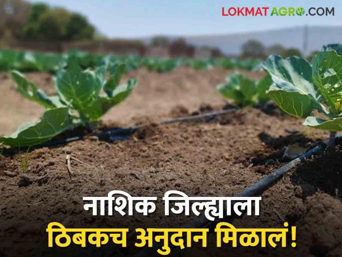 Latest News Thibak Anudan How much drip subsidy did Nashik district get Know in detail  | Thibak Anudan : नाशिक जिल्ह्याला ठिबकच अनुदान किती मिळालं? जाणून घ्या सविस्तर  Latest News Thibak Anudan How much drip subsidy did Nashik district get Know in detail  | Thibak Anudan : नाशिक जिल्ह्याला ठिबकच अनुदान किती मिळालं? जाणून घ्या सविस्तर