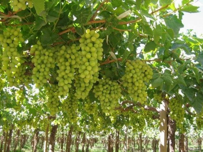 Due to the overwhelming rainfall, grape growers thrashed Nashik's grape-garden gardens, rains and rain | ओखी वादळाचा नाशिकच्या द्राक्ष बागांनाही फटका, रिमझीम पाऊस, ढगाळ वातावणामुळे द्राक्ष उत्पादक शेतकरी धास्तवला Due to the overwhelming rainfall, grape growers thrashed Nashik's grape-garden gardens, rains and rain | ओखी वादळाचा नाशिकच्या द्राक्ष बागांनाही फटका, रिमझीम पाऊस, ढगाळ वातावणामुळे द्राक्ष उत्पादक शेतकरी धास्तवला