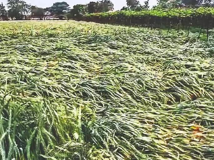 Unseasonal rains hit 1300 hectares of onion and grapes in Nashik district; Agriculture Minister directs for Panchnama | नाशिक जिल्ह्यात १३०० हेक्टरवर अवकाळीचा फटका कांदा, द्राक्षाला फटका; कृषी मंत्र्यांकडून पंचनाम्याचे निर्देश Unseasonal rains hit 1300 hectares of onion and grapes in Nashik district; Agriculture Minister directs for Panchnama | नाशिक जिल्ह्यात १३०० हेक्टरवर अवकाळीचा फटका कांदा, द्राक्षाला फटका; कृषी मंत्र्यांकडून पंचनाम्याचे निर्देश