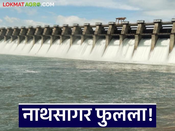 latest news Jayakwadi Dam Update: Water released from Jayakwadi Dam again; Read in detail how many gates were opened | Jayakwadi Dam Update : जायकवाडी धरणातून पुन्हा पाण्याचा विसर्ग; किती उघडले दरवाजे वाचा सविस्तर latest news Jayakwadi Dam Update: Water released from Jayakwadi Dam again; Read in detail how many gates were opened | Jayakwadi Dam Update : जायकवाडी धरणातून पुन्हा पाण्याचा विसर्ग; किती उघडले दरवाजे वाचा सविस्तर