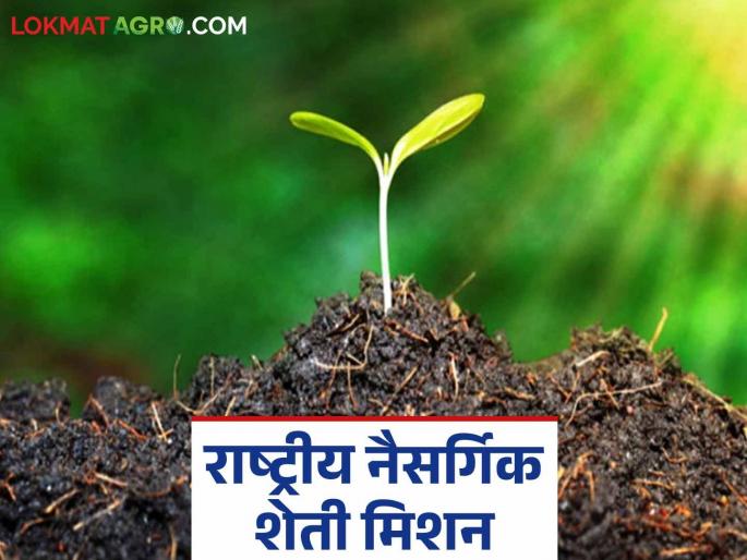 Natural Farming: Natural farming experiment to be conducted on 2500 hectares in 'this' district Read in detail | Natural Farming : 'या' जिल्ह्यात अडीच हजार हेक्टरवर होणार नैसर्गिक शेतीचा प्रयोग वाचा सविस्तर Natural Farming: Natural farming experiment to be conducted on 2500 hectares in 'this' district Read in detail | Natural Farming : 'या' जिल्ह्यात अडीच हजार हेक्टरवर होणार नैसर्गिक शेतीचा प्रयोग वाचा सविस्तर