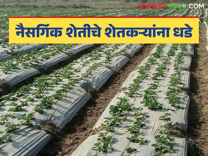 Natural Farming: Government focuses on production of natural farming | Natural Farming: नैसर्गिक शेतीतून विषमुक्त अन्ननिर्मितीवर शासनाचा भर; कृषी विद्यापीठाला पाच कोटींचा प्रकल्प मंजूर Natural Farming: Government focuses on production of natural farming | Natural Farming: नैसर्गिक शेतीतून विषमुक्त अन्ननिर्मितीवर शासनाचा भर; कृषी विद्यापीठाला पाच कोटींचा प्रकल्प मंजूर