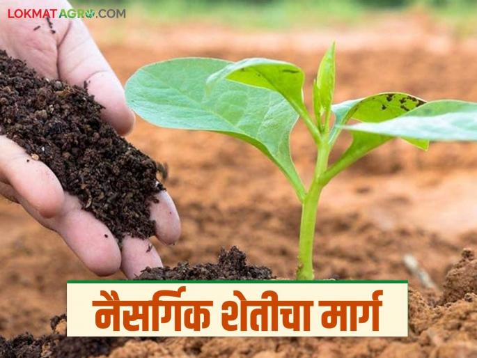 Natural farming: latest news Farmers from this district take initiative for natural farming; Know the details | Natural Farming: नैसर्गिक शेतीसाठी 'या' जिल्ह्यातील शेतकऱ्यांचा पुढाकार; जाणून घ्या सविस्तर Natural farming: latest news Farmers from this district take initiative for natural farming; Know the details | Natural Farming: नैसर्गिक शेतीसाठी 'या' जिल्ह्यातील शेतकऱ्यांचा पुढाकार; जाणून घ्या सविस्तर