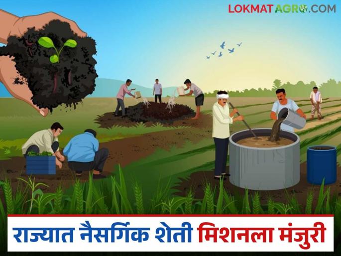 Under the National Natural Farming Mission, 1709 farmer groups and 1139 bio-input centers will be created in the state? Know the details | राष्ट्रीय नैसर्गिक शेती अभियानांतर्गत राज्यात १७०९ शेतकरी गट तर ११३९ जैवनिविष्ठा केंद्र निर्माण होणार? वाचा सविस्तर Under the National Natural Farming Mission, 1709 farmer groups and 1139 bio-input centers will be created in the state? Know the details | राष्ट्रीय नैसर्गिक शेती अभियानांतर्गत राज्यात १७०९ शेतकरी गट तर ११३९ जैवनिविष्ठा केंद्र निर्माण होणार? वाचा सविस्तर