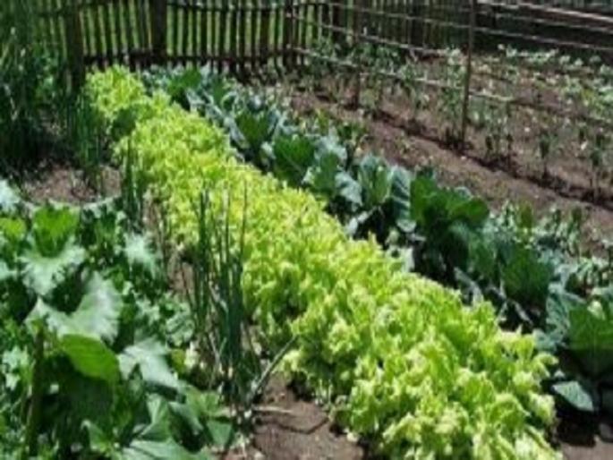 Zero budget natural farming | झिरो बजेट नैैसर्गिक शेती Zero budget natural farming | झिरो बजेट नैैसर्गिक शेती