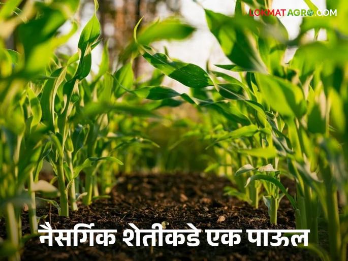 Natural Farming: Read in detail about the progress and development of natural farming | Natural Farming : नैसर्गिक शेतीची धरून कास साधू उन्नती आणि विकास वाचा सविस्तर Natural Farming: Read in detail about the progress and development of natural farming | Natural Farming : नैसर्गिक शेतीची धरून कास साधू उन्नती आणि विकास वाचा सविस्तर