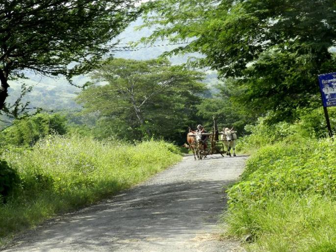 Nature of Nature! | धुक्याची दुलई, हिरवा गालिचा अन् सुहाना मंजर... Nature of Nature! | धुक्याची दुलई, हिरवा गालिचा अन् सुहाना मंजर...