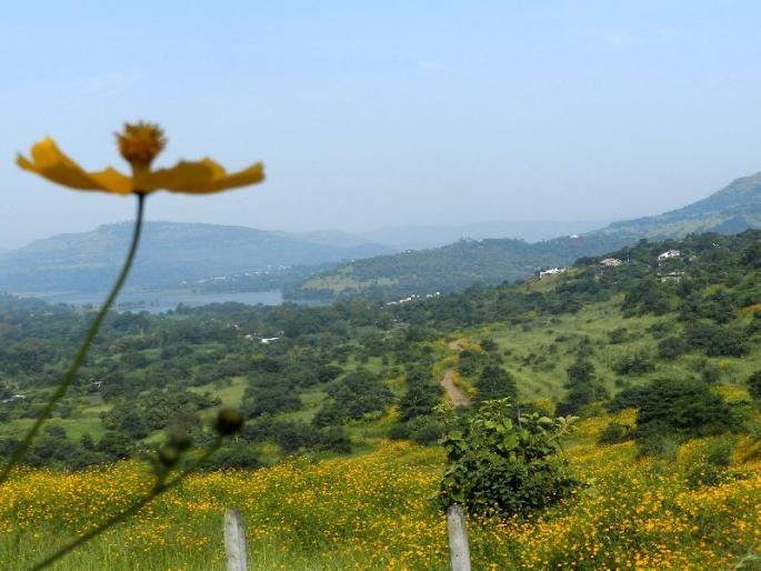 Improved respiratory health due to low pollution during corona period | कोरोनाच्या काळात कमी प्रदूषणामुळे श्वसन आरोग्यात सुधारणा, ओझोनच्या प्रमाणात १७ टक्के वाढ Improved respiratory health due to low pollution during corona period | कोरोनाच्या काळात कमी प्रदूषणामुळे श्वसन आरोग्यात सुधारणा, ओझोनच्या प्रमाणात १७ टक्के वाढ