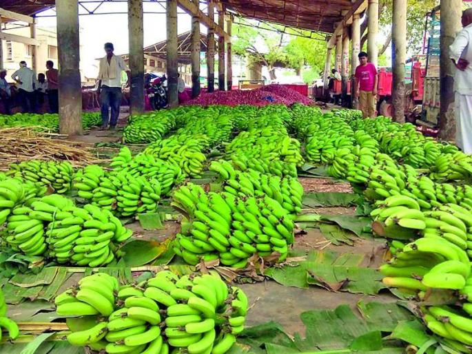 After Jalgaon, cluster of bananas will now be held in Solapur | Good News; जळगावनंतर आता सोलापुरात होणार केळीचे क्लस्टर After Jalgaon, cluster of bananas will now be held in Solapur | Good News; जळगावनंतर आता सोलापुरात होणार केळीचे क्लस्टर