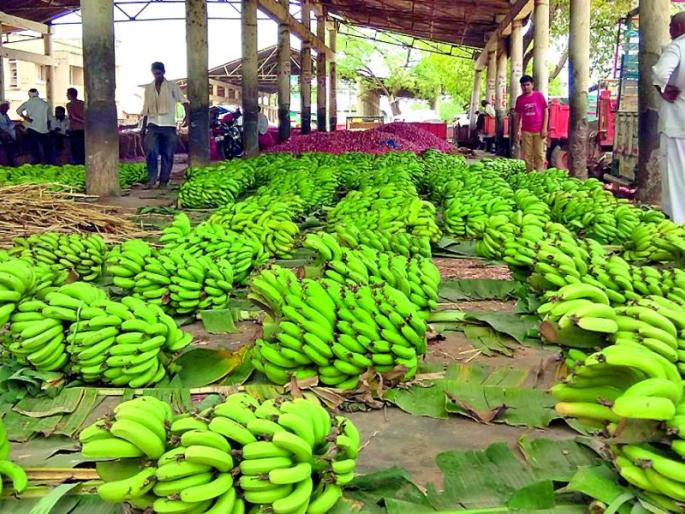 Market Committee Gets Due to Increase in Farming | शेतमालाची आवक वाढल्याने बाजार समिती गजबजली Market Committee Gets Due to Increase in Farming | शेतमालाची आवक वाढल्याने बाजार समिती गजबजली