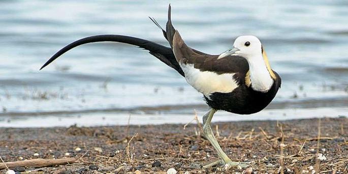 Navegaon dam neglected despite registration of 310 birds | ३१० पक्ष्यांची नोंद असूनही नवेगाव बांध उपेक्षित Navegaon dam neglected despite registration of 310 birds | ३१० पक्ष्यांची नोंद असूनही नवेगाव बांध उपेक्षित