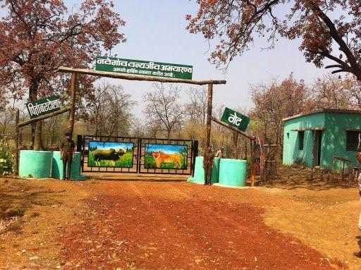 Forest tourism in Navegaon-Nagzira from November 1 | नवेगाव-नागझिरामध्ये १ नोव्हेंबरपासून वन पर्यटन Forest tourism in Navegaon-Nagzira from November 1 | नवेगाव-नागझिरामध्ये १ नोव्हेंबरपासून वन पर्यटन