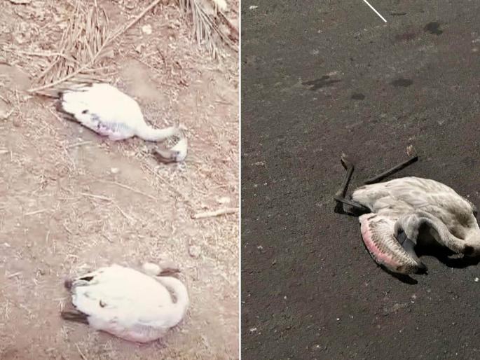 environmentalists have been criticizing the habitat of flamingo due to damming and construction three birds died in a collision with vehicles | पाणथळीवरील भरावामुळे फ्लेमिंगो उतरले पामबीचवर; वाहनांच्या धडकेत तीन पक्ष्यांचा मृत्यू 