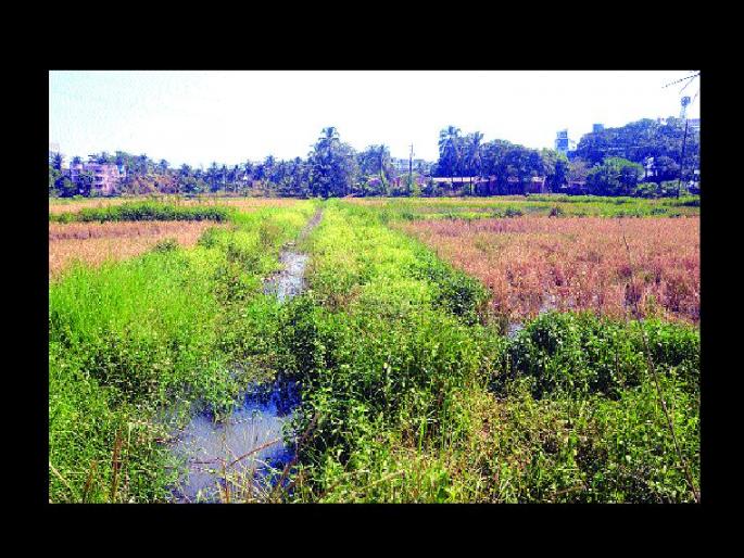 Wastewater in Kharjamin Research Center, Panvel Municipal Corporation | खारजमीन संशोधन केंद्रात सांडपाणी, पनवेल महापालिकेचे दुर्लक्ष Wastewater in Kharjamin Research Center, Panvel Municipal Corporation | खारजमीन संशोधन केंद्रात सांडपाणी, पनवेल महापालिकेचे दुर्लक्ष