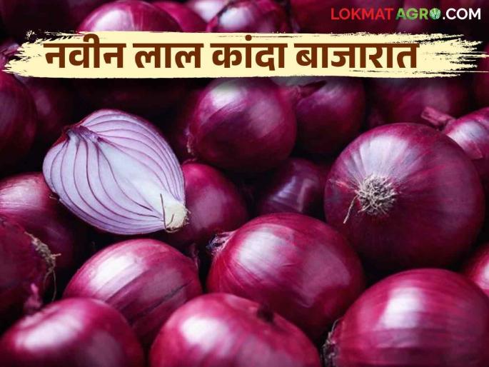 Latest News Lal Kanda Bajarbhav new red onion market, see market price per quintal Read in detail | Lal Kanda Bajarbhav : नवीन लाल कांदा बाजारात, क्विंटलमागे काय दर मिळतोय? वाचा सविस्तर Latest News Lal Kanda Bajarbhav new red onion market, see market price per quintal Read in detail | Lal Kanda Bajarbhav : नवीन लाल कांदा बाजारात, क्विंटलमागे काय दर मिळतोय? वाचा सविस्तर