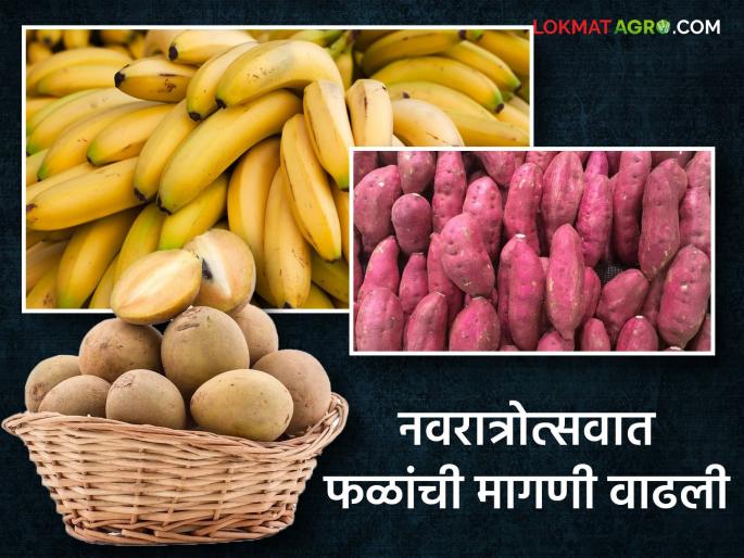 Navratri Fruit Market: Demand for banana, sweet potato, chickpea increased during Navratri festival; Apples, oranges, lemons and cilantro are grown | Navratri Fruit Market : नवरात्रोत्सवात केळी, रताळी, चिकूची मागणी वाढली; सफरचंद, संत्रा, मोसंबी अन् सीताफळ वधारले Navratri Fruit Market: Demand for banana, sweet potato, chickpea increased during Navratri festival; Apples, oranges, lemons and cilantro are grown | Navratri Fruit Market : नवरात्रोत्सवात केळी, रताळी, चिकूची मागणी वाढली; सफरचंद, संत्रा, मोसंबी अन् सीताफळ वधारले