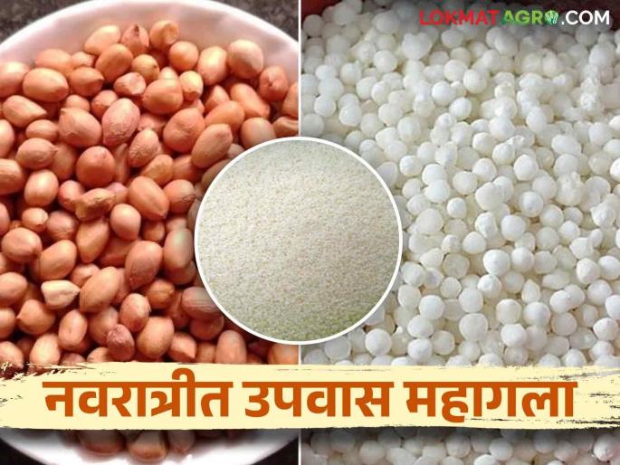 Navratri Market : Fasting becomes expensive during Navratri; The prices of groundnuts, bhangri increased | Navratri Market : नवरात्रीत उपवास महागला; शेंगदाणा, भगरीचे दर वाढले