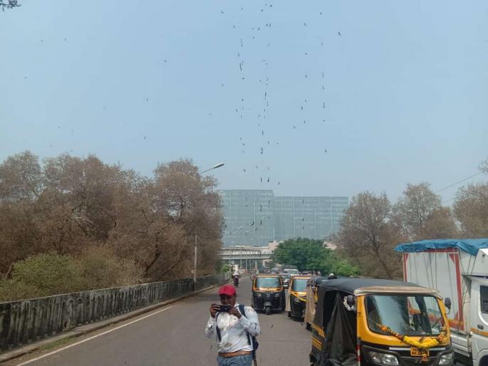 Citizens suffer from insect attack in Seawood area of Navi Mumbai | नवी मुंबईतील सीवूड परिसरात किड्यांच्या हल्ल्यामुळे नागरिक त्रस्त