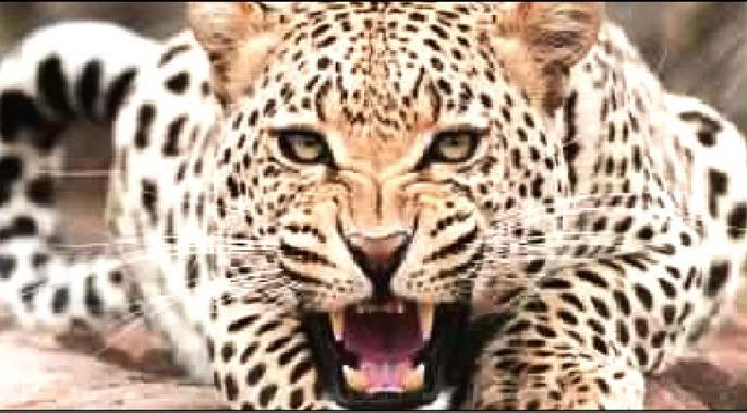 leopards terror in jungleside villages | बिबट्याचा सोंड्या शिवारात धुमाकूळ; जंगलशेजारील गावांत दहशत leopards terror in jungleside villages | बिबट्याचा सोंड्या शिवारात धुमाकूळ; जंगलशेजारील गावांत दहशत
