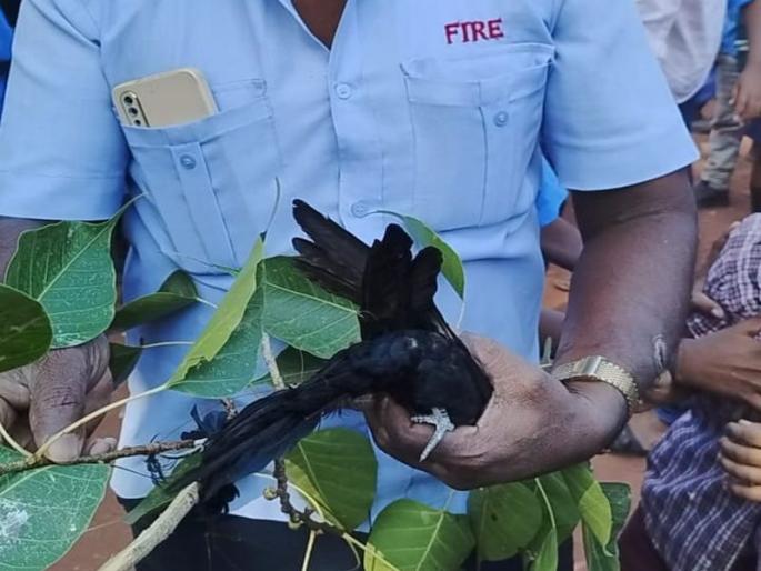 Firefighters rushed to save the life of the cuckoo in solapur | कोकिळेचे प्राण वाचविण्यासाठी धावले अग्निशामक दलाचे जवान; मांजातून केली सुटका! Firefighters rushed to save the life of the cuckoo in solapur | कोकिळेचे प्राण वाचविण्यासाठी धावले अग्निशामक दलाचे जवान; मांजातून केली सुटका!