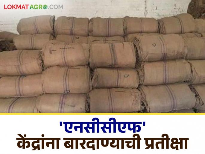 NCCF Center: farmers are waiting for Bardana in 'NCCF' centers | NCCF Center : १५ शासकीय केंद्रांवर सोयाबीन खरेदी ठप्प; 'एनसीसीएफ' केंद्रांवरील बारदाणा संपला NCCF Center: farmers are waiting for Bardana in 'NCCF' centers | NCCF Center : १५ शासकीय केंद्रांवर सोयाबीन खरेदी ठप्प; 'एनसीसीएफ' केंद्रांवरील बारदाणा संपला