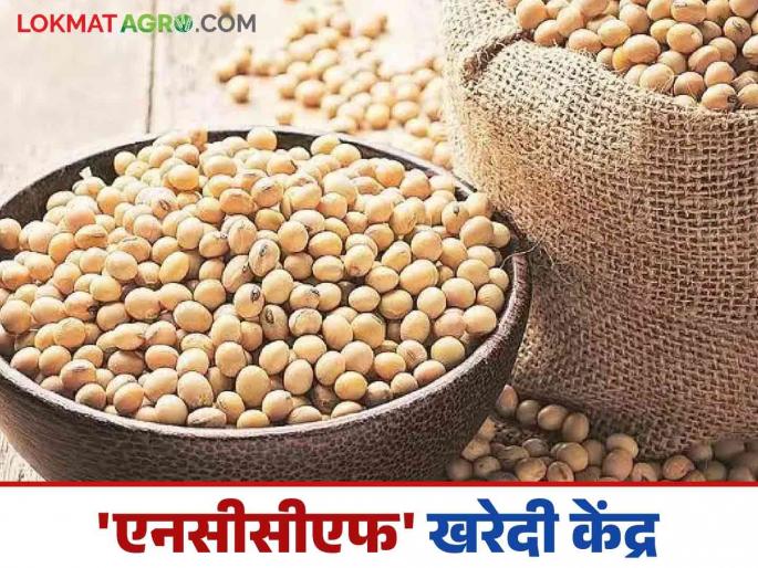 Nccf Center: Soybean worth Rs 51 crore purchased at NCCF centers | Nccf Center : 'एनसीसीएफ'च्या केंद्रांवर ५१ कोटी रुपयांचे सोयाबीन खरेदी