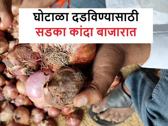 Onion Scam: NCCF, Nafed are sending rotton onion to the market, the officials hide their faces after taking the video | Onion Scam: एनसीसीएफ, नाफेडकडून खराब कांदा जातोय बाजारात, व्हिडिओ काढताच अधिकाऱ्यांनी लपवले तोंड Onion Scam: NCCF, Nafed are sending rotton onion to the market, the officials hide their faces after taking the video | Onion Scam: एनसीसीएफ, नाफेडकडून खराब कांदा जातोय बाजारात, व्हिडिओ काढताच अधिकाऱ्यांनी लपवले तोंड