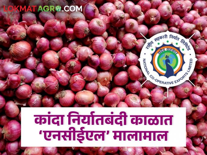 Latest news NCEL company profited during onion export ban says expert see details | Onion Issue : कांदा निर्यातबंदी अडीच महिन्याच्या काळात ‘एनसीईएल’ कशी झाली मालामाल? वाचा ए टू झेड स्टोरी Latest news NCEL company profited during onion export ban says expert see details | Onion Issue : कांदा निर्यातबंदी अडीच महिन्याच्या काळात ‘एनसीईएल’ कशी झाली मालामाल? वाचा ए टू झेड स्टोरी