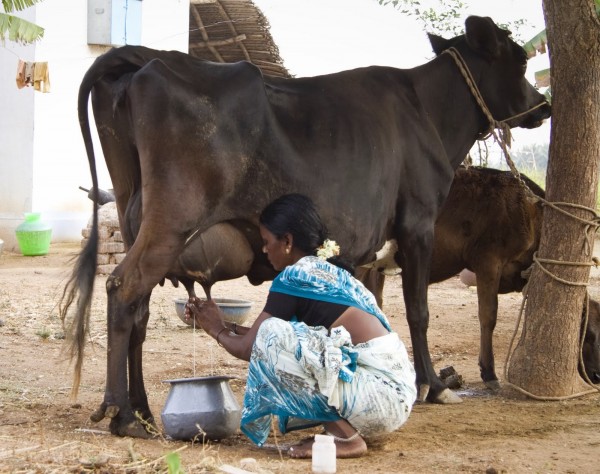 Need to stress on NDDB project; In the first phase, raise awareness | एनडीडीबी प्रकल्पावर जोर देण्याची गरज; पहिल्या टप्प्यात जागृतीवर भर Need to stress on NDDB project; In the first phase, raise awareness | एनडीडीबी प्रकल्पावर जोर देण्याची गरज; पहिल्या टप्प्यात जागृतीवर भर