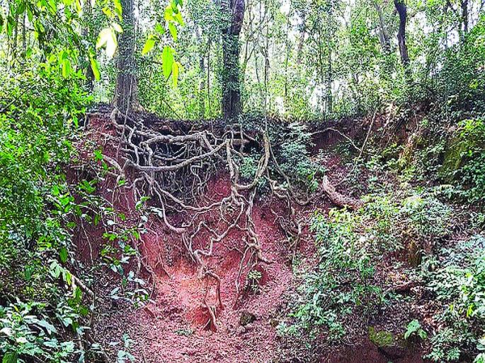 Matheran's forest estate in crisis; Large amounts of sunshine | माथेरानची वनसंपदा संकटात; जमिनीची मोठ्या प्रमाणात धूप Matheran's forest estate in crisis; Large amounts of sunshine | माथेरानची वनसंपदा संकटात; जमिनीची मोठ्या प्रमाणात धूप