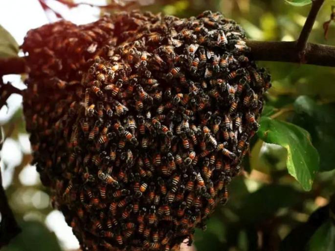 Young Farmer Dies of Poisonous Bee Sting; Unfortunate incident at Pahoor in Jalgaon | मधमाशीच्या विषारी डंखाने तरुण शेतकऱ्याचा मृत्यू; जळगावमधील पहूर येथील दुर्दैवी घटना Young Farmer Dies of Poisonous Bee Sting; Unfortunate incident at Pahoor in Jalgaon | मधमाशीच्या विषारी डंखाने तरुण शेतकऱ्याचा मृत्यू; जळगावमधील पहूर येथील दुर्दैवी घटना