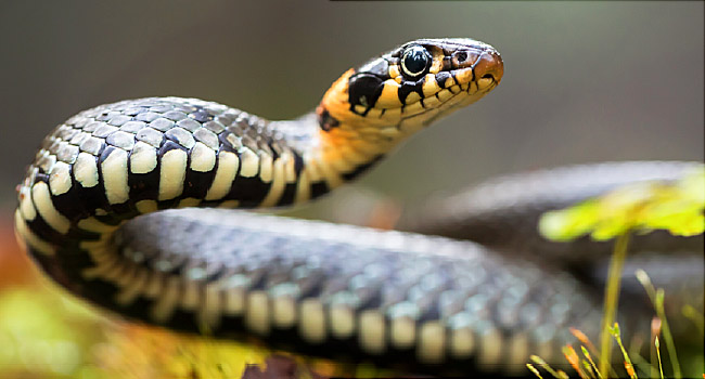 42 killed by snake bite in Solapur district; Solapur first in curing patients | सोलापूर जिल्ह्यात सर्पदंशाने ४२ जणांचा मृत्यू; रुग्ण बरे होण्यात सोलापूर प्रथम 42 killed by snake bite in Solapur district; Solapur first in curing patients | सोलापूर जिल्ह्यात सर्पदंशाने ४२ जणांचा मृत्यू; रुग्ण बरे होण्यात सोलापूर प्रथम