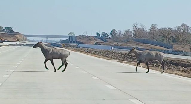 Social Viral! Bisen came lying down in front of the speeding cars from 'Samriddhi' | सोशल व्हायरल! 'समृद्धी'वरून सुसाट धावणाऱ्या गाड्यांसमोर आडव्या आल्या नीलगायी Social Viral! Bisen came lying down in front of the speeding cars from 'Samriddhi' | सोशल व्हायरल! 'समृद्धी'वरून सुसाट धावणाऱ्या गाड्यांसमोर आडव्या आल्या नीलगायी