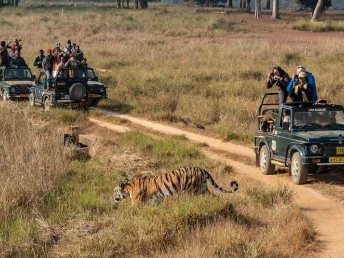 Malls, cinemas open, how to close hundreds of km of forest? | माॅल्स व सिनेमागृहे सुरू, तर शेकडाे कि.मी.चे जंगल बंद कसे? Malls, cinemas open, how to close hundreds of km of forest? | माॅल्स व सिनेमागृहे सुरू, तर शेकडाे कि.मी.चे जंगल बंद कसे?
