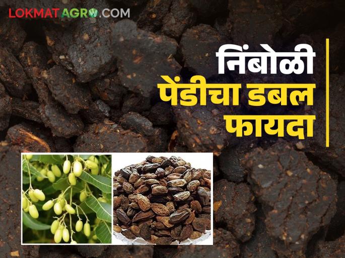 How to grow metarhizium and trichoderma fungi on neem cake for pest and disease control | कीड व रोगांच्या नियंत्रणासाठी निंबोळी पेंडीवर मेटॅऱ्हाझीयम व ट्रायकोडर्मा बुरशी कशी वाढवावी How to grow metarhizium and trichoderma fungi on neem cake for pest and disease control | कीड व रोगांच्या नियंत्रणासाठी निंबोळी पेंडीवर मेटॅऱ्हाझीयम व ट्रायकोडर्मा बुरशी कशी वाढवावी