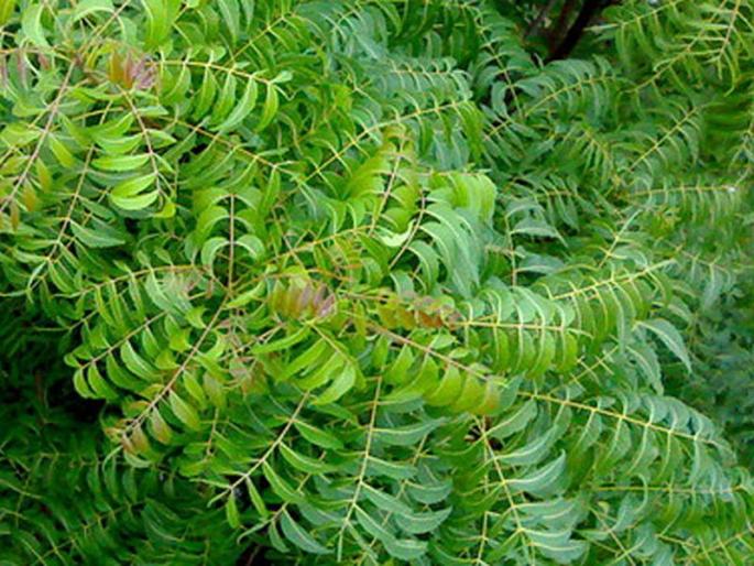 How to lose weight if you don't eat neem leaves? | कडूलिंबाची पानं खाण्याचे फायदे कोणते? वजन कमी होतं त्यानं..