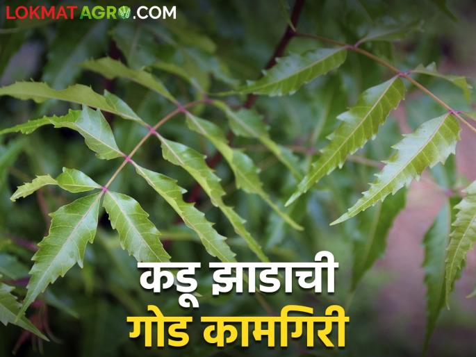Farmers should have at least one tree of this multipurpose plant on their farm bund | शेतकऱ्यांच्या बांधावर ह्या बहुपयोगी वनस्पतीचे एक तरी झाड असायला हवं Farmers should have at least one tree of this multipurpose plant on their farm bund | शेतकऱ्यांच्या बांधावर ह्या बहुपयोगी वनस्पतीचे एक तरी झाड असायला हवं