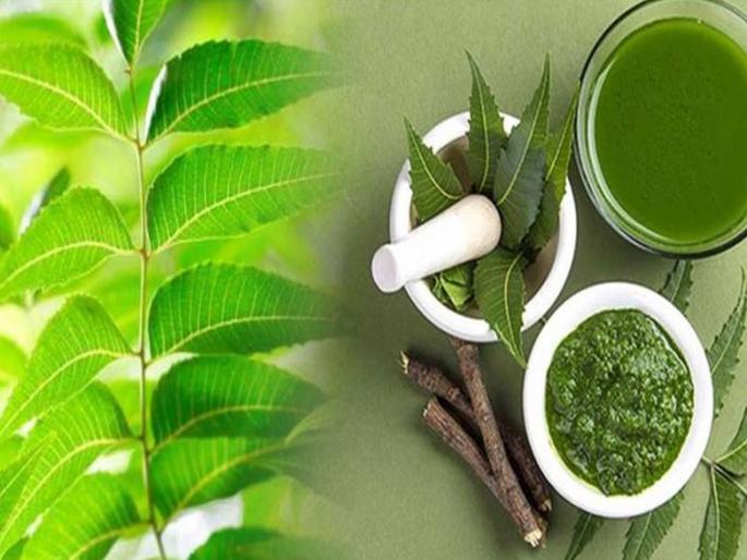 banaras hindu university bhu research teams found neem plant component can help fight cancer disease study | दिलासादायक! कडुनिंबाविषयी देशात मोठं संशोधन; 'या' भयंकर आजाराशी लढण्यास करणार मदत banaras hindu university bhu research teams found neem plant component can help fight cancer disease study | दिलासादायक! कडुनिंबाविषयी देशात मोठं संशोधन; 'या' भयंकर आजाराशी लढण्यास करणार मदत