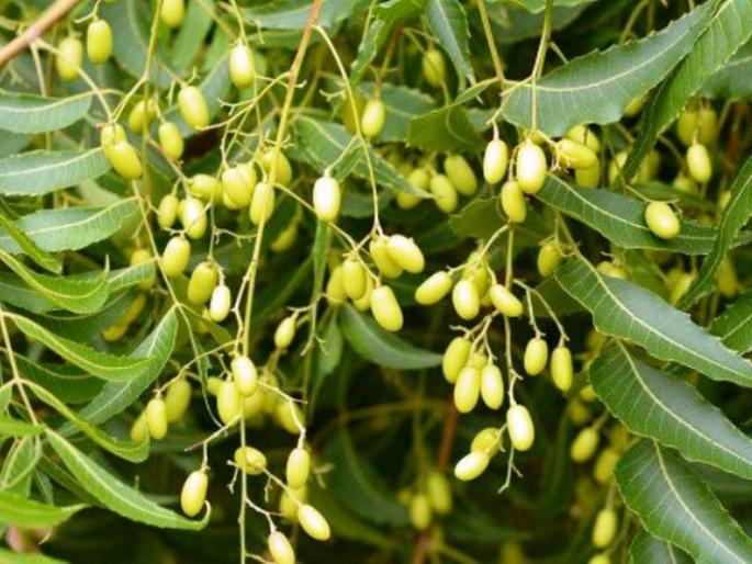 'Pokra' wiil take initative for the production of neem | निंबोळी उत्पादनासाठी ‘पोक्रा'चा आधार