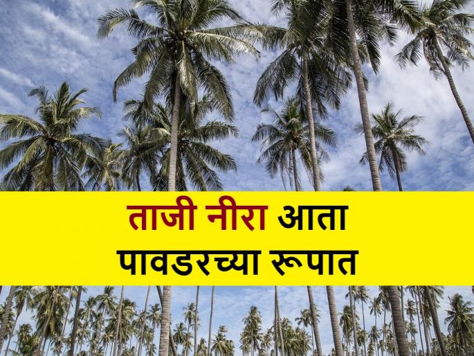 Neera Powder: BAU agriculture scientist had succeed in developing neera powder | Neera Powder: आता नीरेची पावडर विकसित करण्यात कृषी शास्त्रज्ञांना यश