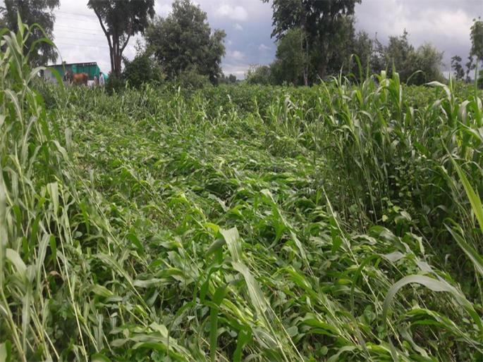 Ner in dhule maximum 10 9 mm rain | नेर येथे सर्वाधिक १०९ मि.मी़ पाऊस Ner in dhule maximum 10 9 mm rain | नेर येथे सर्वाधिक १०९ मि.मी़ पाऊस