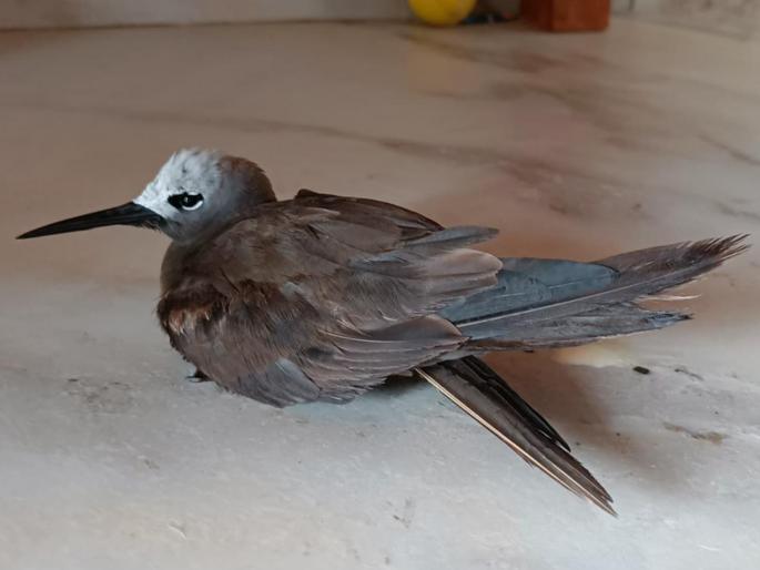 Lesser Nodd a rare sea bird found in the Maldives dies in Nerul | नेरूळमध्ये मालदिवमध्ये आढळणाऱ्या दुर्मिळ सागरी पक्षी लेसर नॉडीचा मृत्यू Lesser Nodd a rare sea bird found in the Maldives dies in Nerul | नेरूळमध्ये मालदिवमध्ये आढळणाऱ्या दुर्मिळ सागरी पक्षी लेसर नॉडीचा मृत्यू