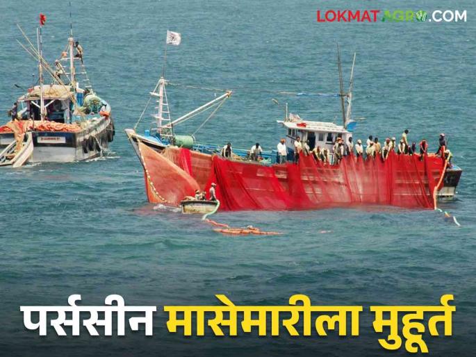 Purse seine net fishing : Commencement start from September 1 for Purse seine net fishing | Purse seine net fishing : पर्ससीन नेट मासेमारीसाठी १ सप्टेंबरपासून सुरुवात Purse seine net fishing : Commencement start from September 1 for Purse seine net fishing | Purse seine net fishing : पर्ससीन नेट मासेमारीसाठी १ सप्टेंबरपासून सुरुवात